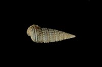 藏品(鐵尖海蜷)的圖片